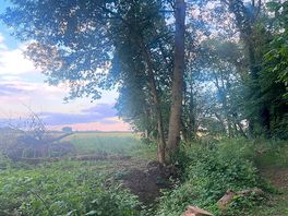 Woodland walk views