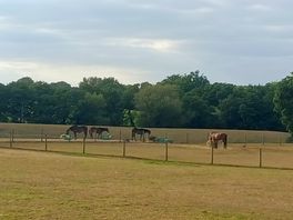 Horses in adjacent fields 🙂