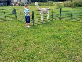 Grandson meeting sonny one if the younger alpacas.