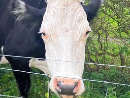 Neighbour