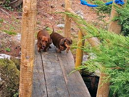 Lovely bridge to watch fish