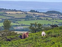 Taken from kit hill found the ponies ! perfect.