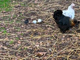 Baby chicks