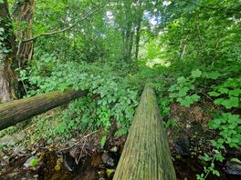 Log bridges over the stream.