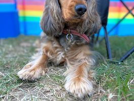 Bella enjoying camping