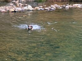 Dog loved cooling off