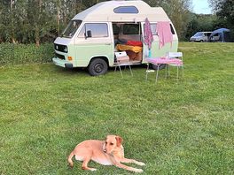 Nice pitch areas separated with trees and lots of space in between tents/campervans
