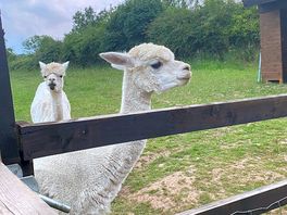 Alpacas