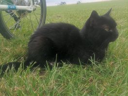 Campsite cat making itself at home next to our tent