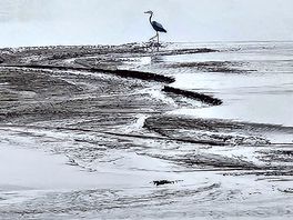 Severn heron