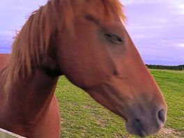 Friendly horses