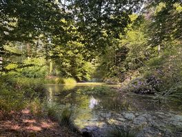 Pond in woodland