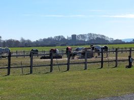 Beautiful horses in site