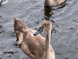 Daily visitors