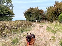 One of the many trails around rosa