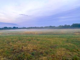 Mist in the fields