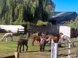 Friendly alpacas
