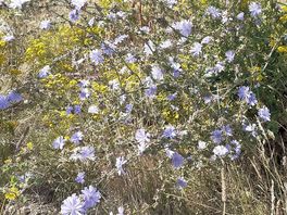 Wild and beautiful
