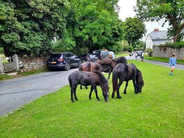 Wild dartmoo ponies