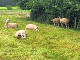 Sheep by main building