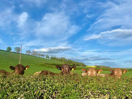 Happy cows