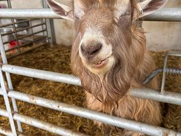 Cute goat