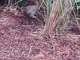 Bunny visitor