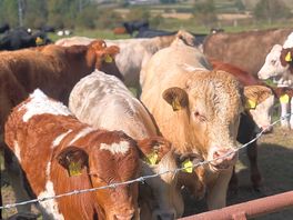 Cows for everyone to see
