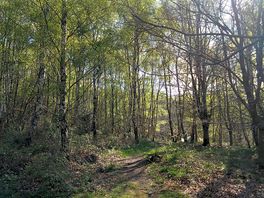 Walking through the woods