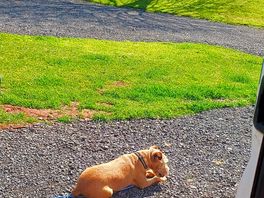 Tilly enjoying the spread out pitches.