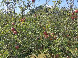 Apples