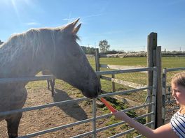 Horses