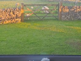The sheep coming to the gate