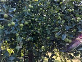 Beautiful apple 🍎 orchard to admire