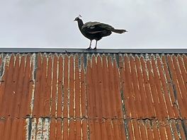 Pauw op het dak