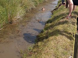 Bit of bog snorkeling