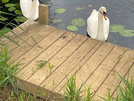 Mr and mrs swan