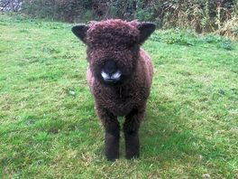 Little sheep