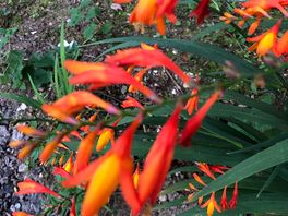 Beautiful flora.
