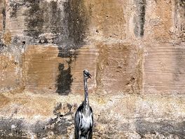 Heron proudly overseeing the waterways