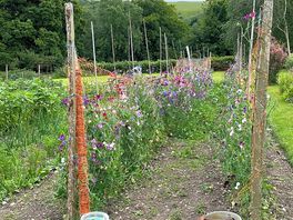 Wildflowers