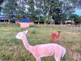Alpaca
