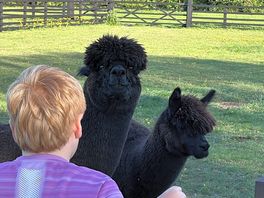 The curious alpacas!