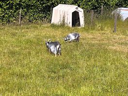 Goats