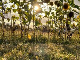 Sunset and sunflowers