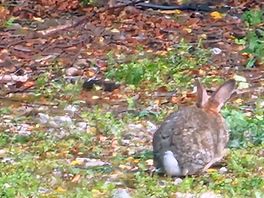 Bunny