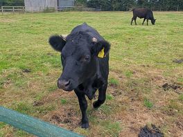 Cute cows