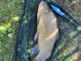Tench