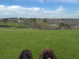 Happy spaniels