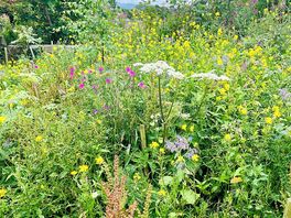 Wildflowers